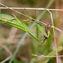 kudlanka nábožná (Mantis religiosa)